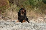 CAVALIER KING CHARLES 038